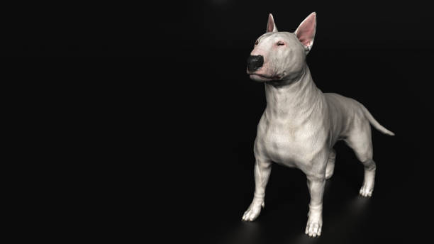istock Bull terrier standing  black background wide angle diagonal view 3d render 1141875693