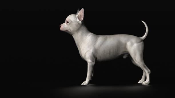 istock Chihuahua standing on black background side view 3d render 1141875704