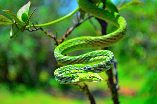 Green Vine Snake, Ahaetulla nasuta, Dudhsagar, Goa, India