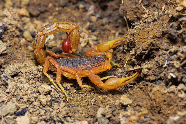 indian red tail scorpion, hotenttota tamulus, saswad, pune district, maharashtra, indien - skorpion spinnentier stock-fotos und bilder