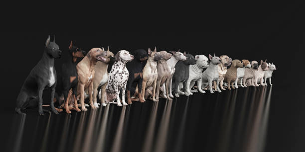 istock Large to small lined up dog breeds 3d render 1141876785