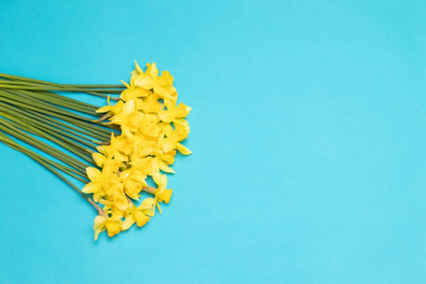 istock Daffodil flowers background for congratulations on mother's day, women's day. copy space. 1141879294