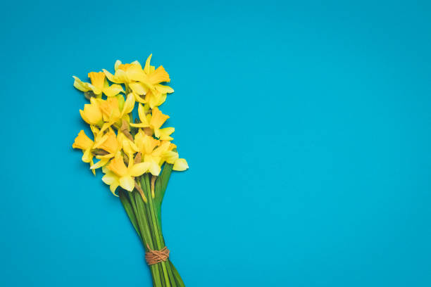 istock Daffodil flowers background for congratulations on mother's day, women's day. copy space. 1141879295