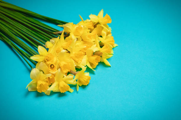 istock Daffodil flowers background for congratulations on mother's day, women's day. copy space. 1141879362