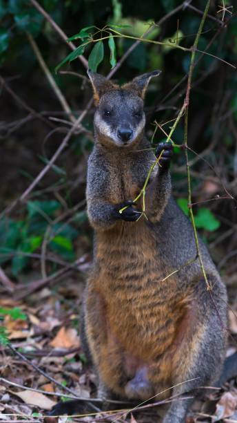 istock Swamp wallaby sitting in Australian bush 1141883794
