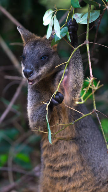 istock Swamp wallaby sitting in Australian bush 1141883911