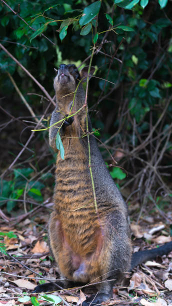 istock Swamp wallaby sitting in Australian bush 1141883919