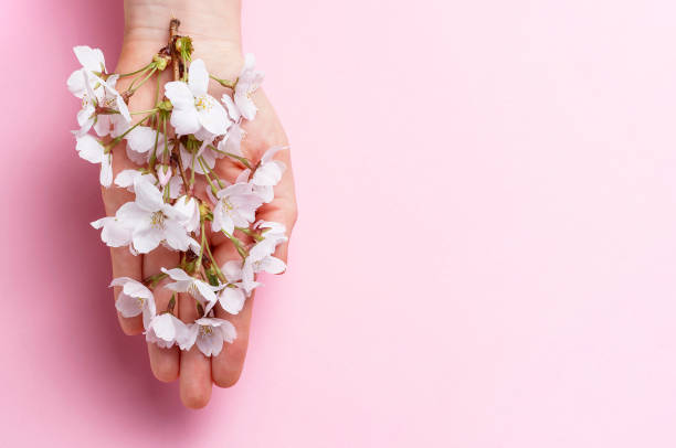 istock Sakura branch in female hand on pink background, copy space 1141884093