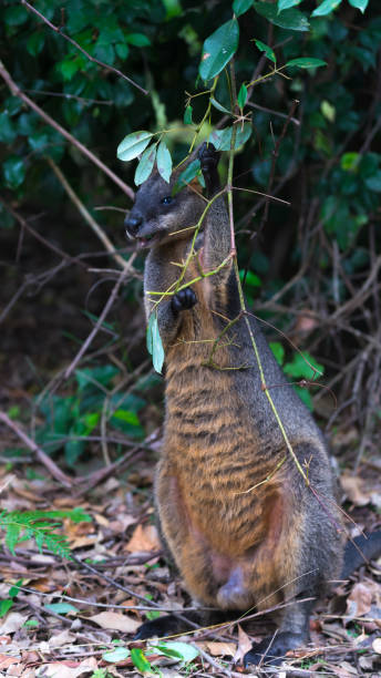 istock Swamp wallaby sitting in Australian bush 1141884466