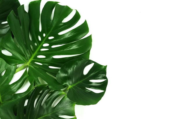 istock Green leaves tropical monstera isolated on white background top view. Copy space 1141885041