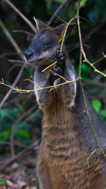 istock Swamp wallaby sitting in Australian bush 1141885774