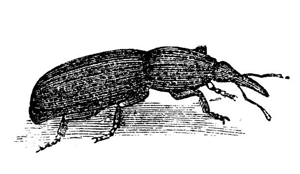 Grain Weevils, Calandra granaria Illustration of a Grain Weevils, Calandra granaria rice weevils sitophilus oryzae stock illustrations