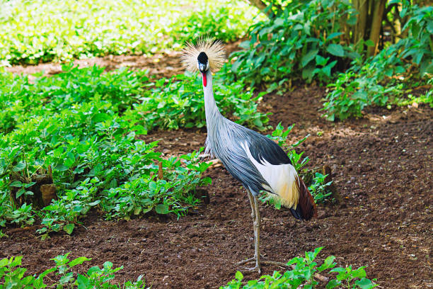 istock Uganda Crane, Kenya, Africa 1141888483