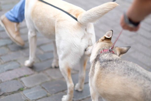 istock Meeting and getting to know the dogs 1141890474
