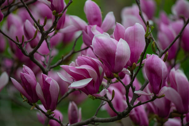 istock Purple magnolia and flower buds blooming in spring 1141892153