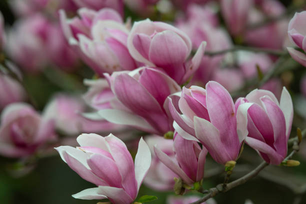 istock Purple magnolia and flower buds blooming in spring 1141892296