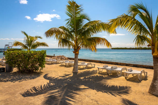 istock Palm trees and chairs in Belize 1141892987