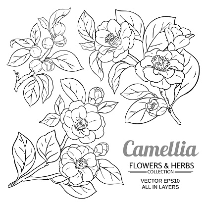 camellia vector set on white background