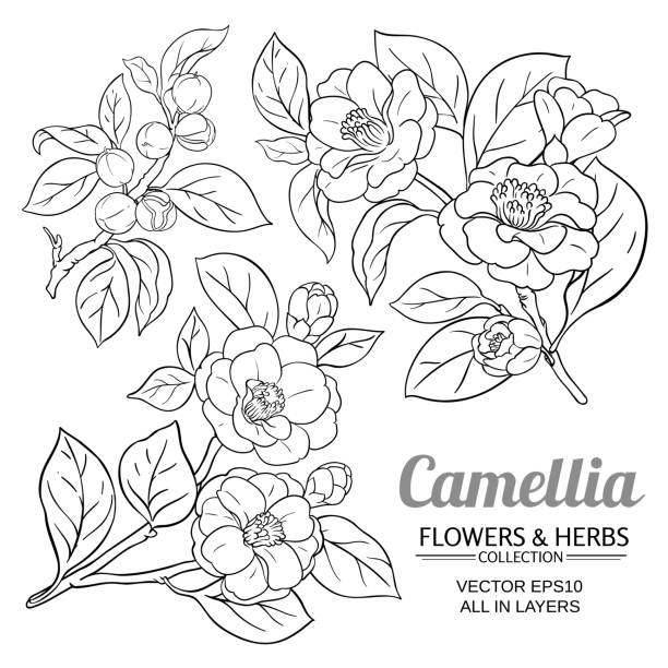 camellia vector set camellia vector set on white background camellia stock illustrations