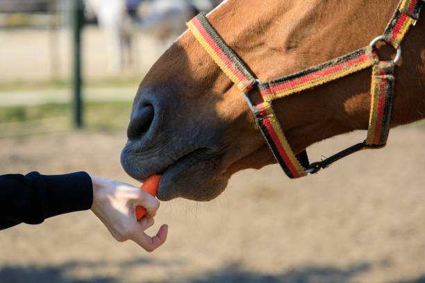istock Hand is feeding horse with the carrot 1141893584