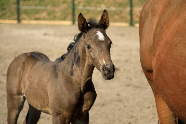 istock The foal with his mother on the pasture 1141893586