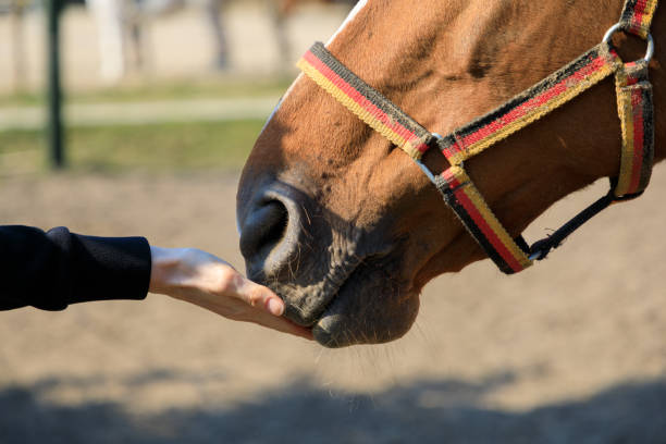 Hand is feeding horse with the carrot on the meadow