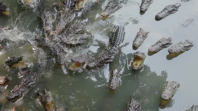 Crocodile eating