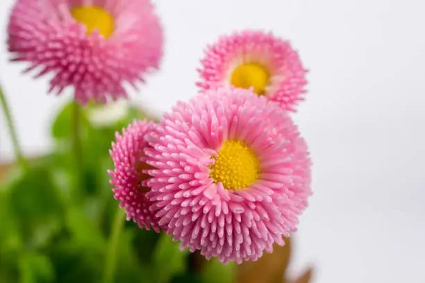 Closeup of pink spring  delicate small  bellis daisy flower