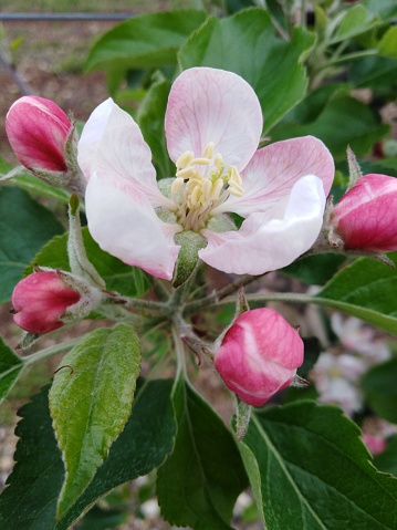 Flor de manzana en primavera photo