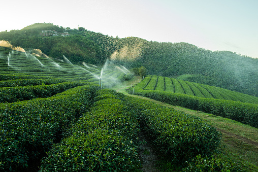 watering green tea plantations on the mountainside in Asia