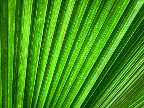 istock Full Frame Background of Green Palm Leaf Texture with Selective Focus 1141897695