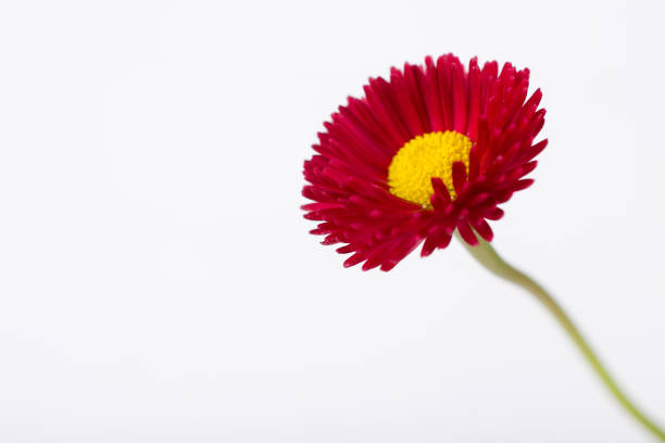 Red and orange chrysanthemum. There are 30 species of perennial plants in the Asteraceae family. Copy space