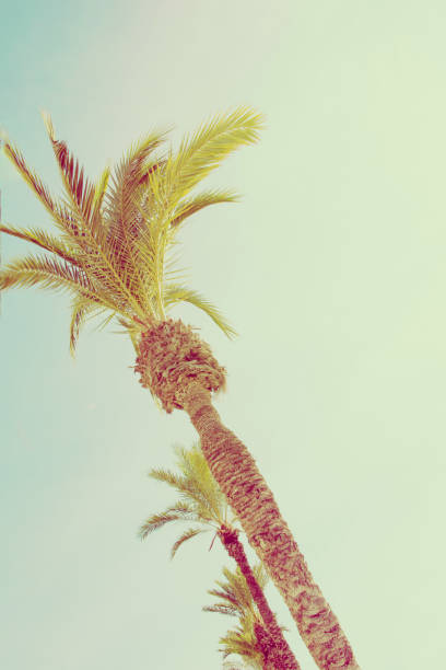 istock Row of tall palm trees on light turquoise blue sky. Tilted perspective. 60s Vintage style copy space for text. Tropical background. Seaside ocean beach vacation wanderlust 1141899894