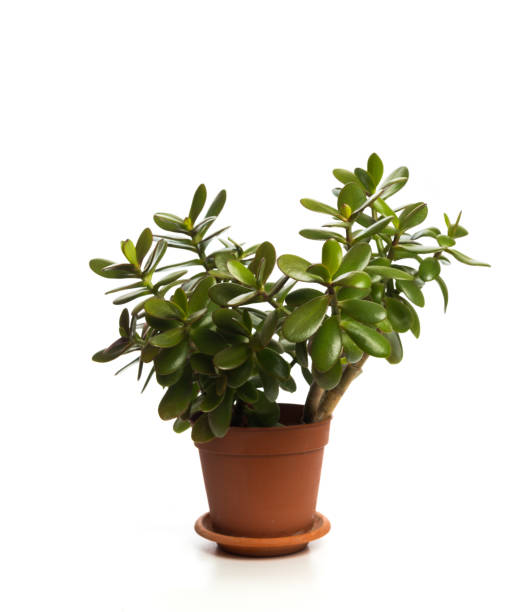 Money Tree isolated on white background- Image Money Tree isolated on white background- Image crassula stock pictures, royalty-free photos & images