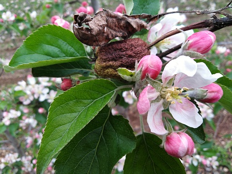 Manzana marchita con nueva flor de manzana fresca photo