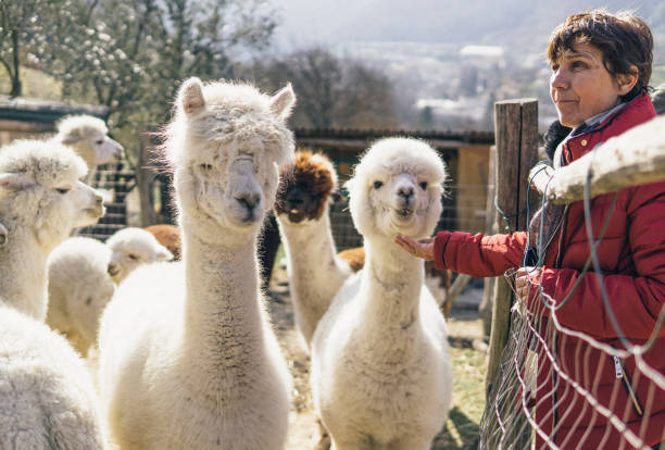 istock Senior woman farmer with her alpacas 1141903430