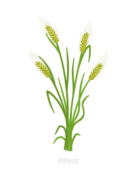 ilustra�ções, clipart, desenhos animados e ícones de centeio, cevada ou planta de trigo. ilustração do vetor. secale cereale. planta cultivada agricultura. folhas verdes. clipart liso da ilustração da cor. - barley grass seedling green