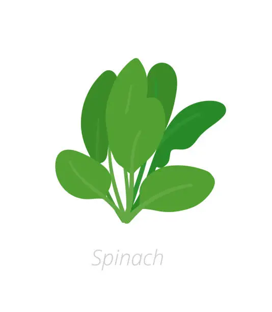 Vector illustration of Spinach plant. Green leafy vegetable harvest. Spinacia oleracea. Vector flat Illustration.