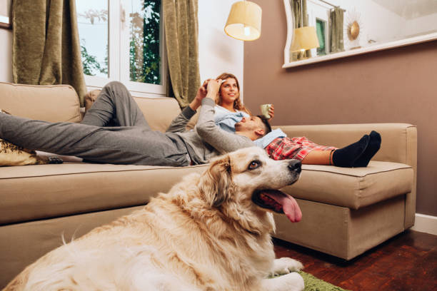 istock Young smiling couple together on sofa whit their dog 1141904586