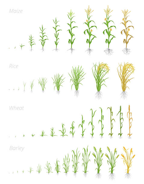 Growth stages of grain cereal agricultural crops. Cereal increase phases. Vector illustration. Secale cereale. Ripening period. Grain life cycle. Growth stages of grain cereal agricultural crops. Cereal increase phases. Vector illustration. Secale cereale. Ripening period. Grain life cycle. On white background. The leaders worldwide production. grain sprout stock illustrations