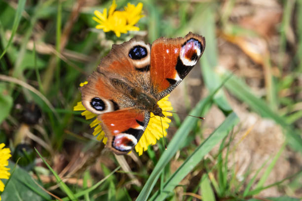European peacock (Aglais io) butterfly on dandelion (Taraxacum officinale) in springtime.