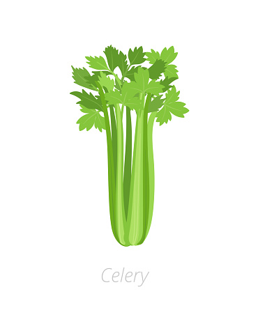 Celery plant. Gardening harvest vegetable. Apium graveolens. Agriculture cultivated plant. Green leaves. Flat vector color Illustration clipart on white background.