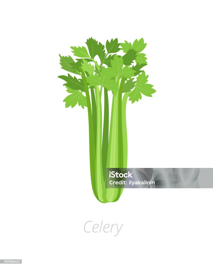 Celery plant. Harvest vegetable. Apium graveolens. Agriculture cultivated plant. Green leaves. Flat vector color Illustration clipart. Celery plant. Gardening harvest vegetable. Apium graveolens. Agriculture cultivated plant. Green leaves. Flat vector color Illustration clipart on white background. Celery stock vector