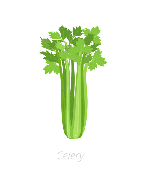 Celery plant. Harvest vegetable. Apium graveolens. Agriculture cultivated plant. Green leaves. Flat vector color Illustration clipart. Celery plant. Gardening harvest vegetable. Apium graveolens. Agriculture cultivated plant. Green leaves. Flat vector color Illustration clipart on white background. celery stock illustrations