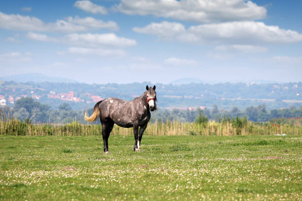 istock horse in the meadow spring season 1141907043
