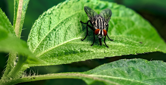Detailed picture of Common Housefly scientifically known as Musca domestica sitting on leaf and eating germs/dirt off a leaf using its Cibarial Pump.