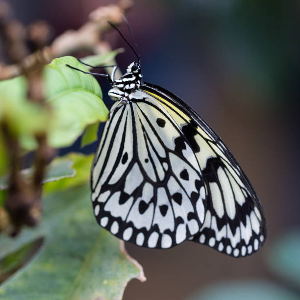 istock side view rice paper butterfly (idea leuconoe) with green leaf 1141907285