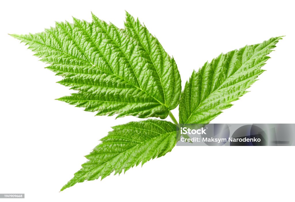 Raspberry Leafd Raspberry Leaf Isolated Stock Photo - Download Image Now - Berry, Food ...