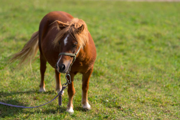 istock Tethered brown pony standing in a pasture 1141910135