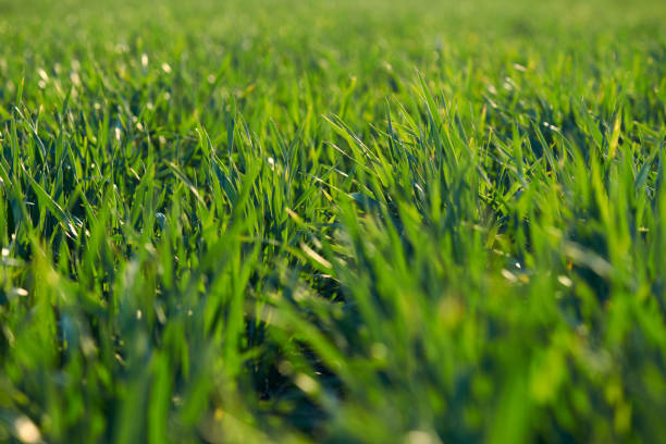 istock Young sprouts are on the field. Green grass closeup. 1141912258